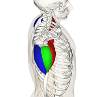 Side.Front.Back.Animation.Deltoid muscle.  Anterior part of deltoid (arises from most of the anterior border and upper surface of the lateral third of the clavicle.)  Lateral part of deltoid (arises from the superior surface of the acromion process.)  Posterior part of deltoid (arises from the lower lip of the posterior border of the spine of the scapula.)