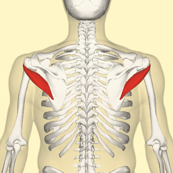 posterior deltoid,後三角肌teres minor,小圓肌teres major,大圓肌